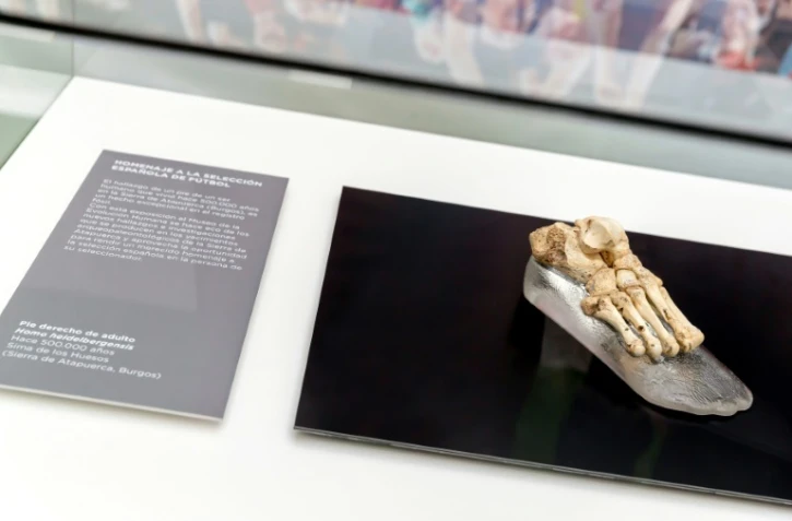 Le fossile d'un pied d'Homo heidelbergensis présenté au Musée de l'Evolution humaine à Burgos, en Espagne, le 22 novembre 2013