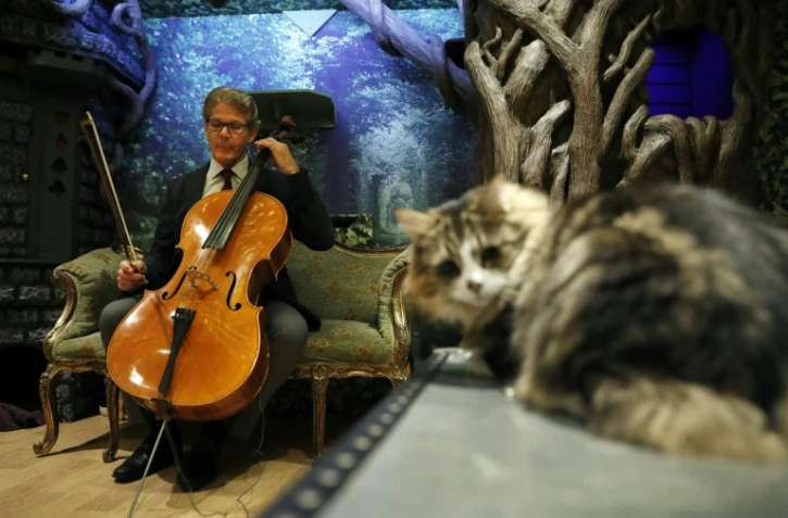 Le violoncelliste américain David Teie, le 18 octobre 2016 à Londres