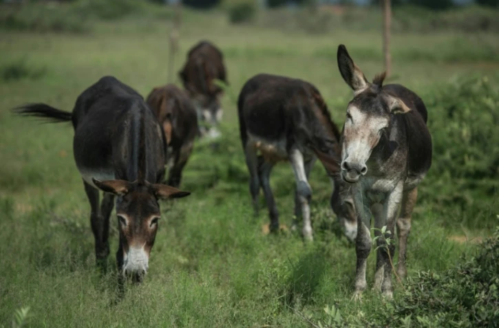 Des ânes broutent de l'herbe à Mogosani, une petite bourgade de la province sud-africaine du Nord-Ouest, le 9 février 2017