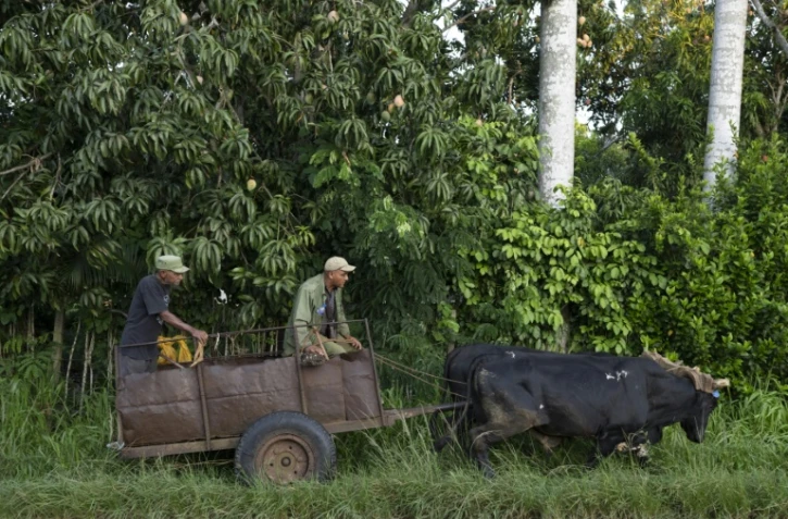 Des agriculteurs circulent en charrette à bœufs dans une rue de Bauta, dans la province d'Artemisa, le 27 juin 2026 à Cuba