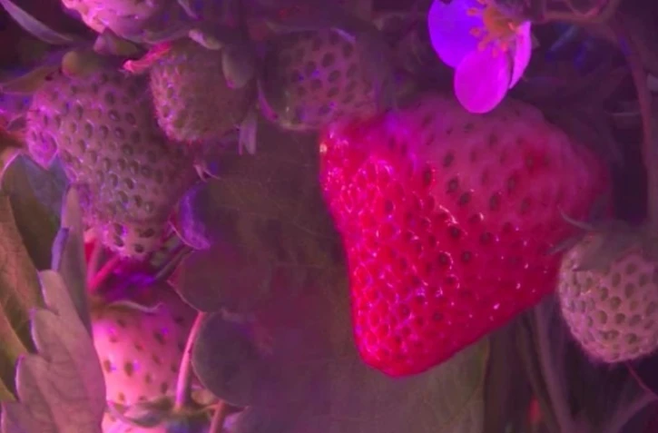 Capture d'écran d'une vidéo de l'AFPTV tournée dans un conteneur Agricool, les 22 et 23 août 2018 à Paris