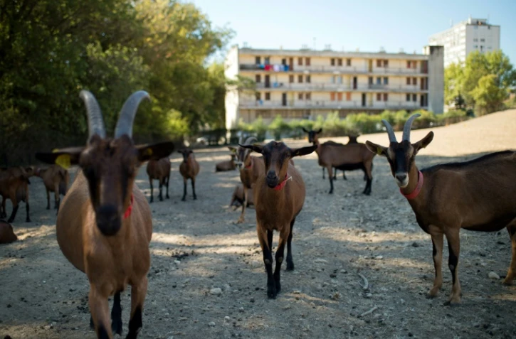 Des chèvres broutent dans la ferme "La tour des pins" à Marseille, le 26 août 2016