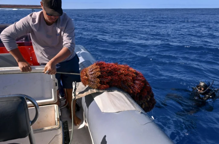 Des membres du groupe environnemental Korero O Te Orau remontent des étoiles de mer "couronnes d'épines" sur leur bateau après les avoir récupérées sur un récif au large de Rarotonga, le 12 juini 2025 aux îles Cook
