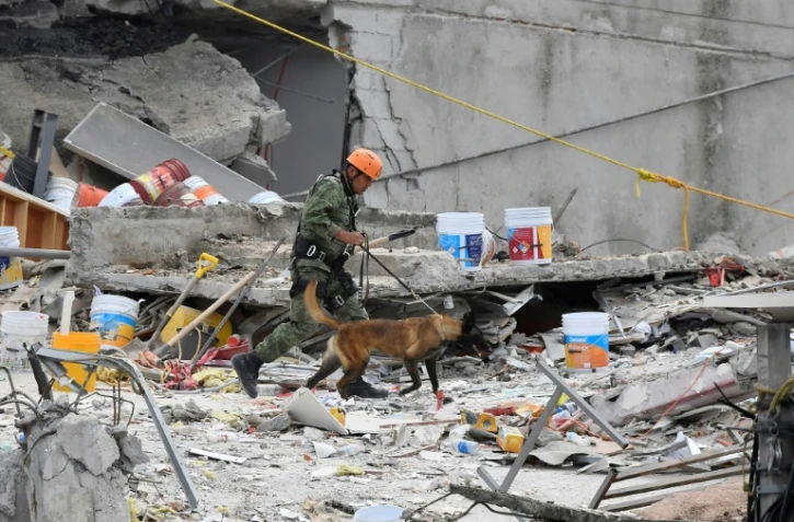 Un chien sauveteur cherche des survivants dans les décombres d'un immeuble à Mexico le 24 septembre 2017 