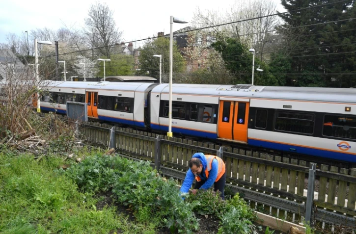 Agamemnon Otero, directeur du projet Energy Garden, s'occupe d'un potager près de la station Brondesbury Park de l'Overground, le 24 mars 2021 à Londres