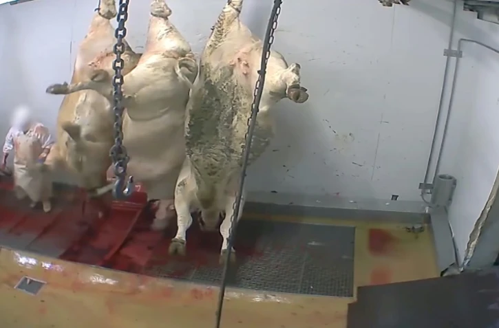 Capture d'écran d'une vidéo de l'association L214 tournée dans l'abattoir d'Alès et diffusée le 14 octobre 2015