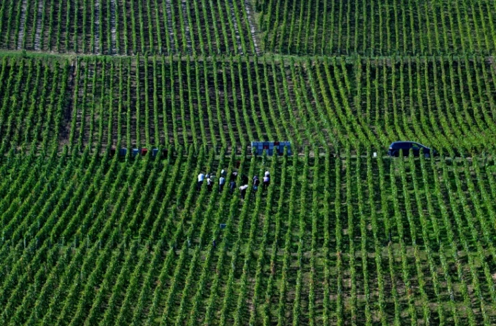 Vendanges à Hautvillers, en Champagne, le 19 septembre 2024