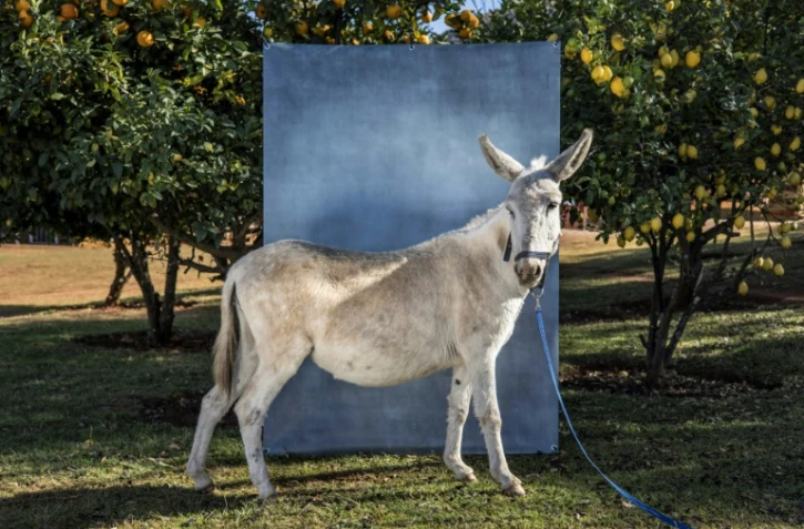 Elsa, 8 ans, à la ferme des Christelis, à Magaliesburg, le 13 juin 2022