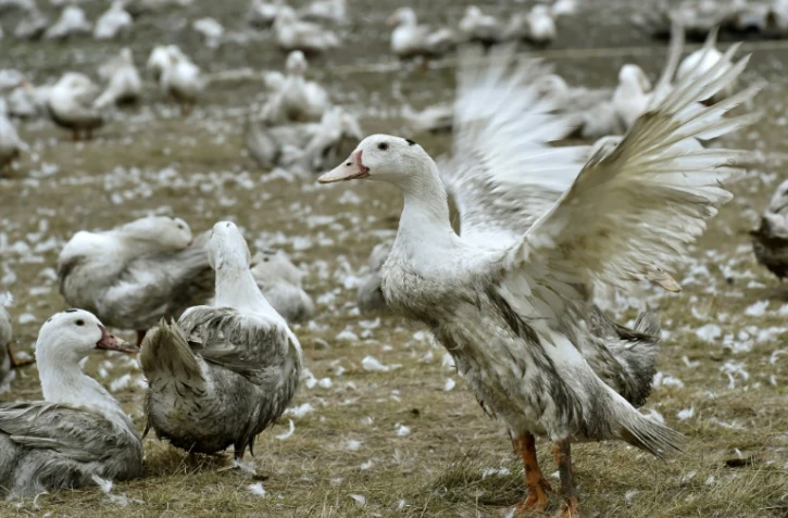 Des canards confinés dans une exploitation de Bourriot-Bergonce, dans les Landes, le 22 février 2017