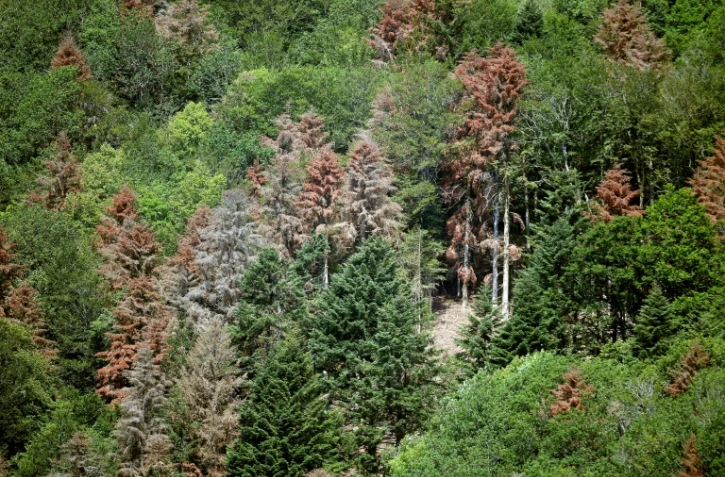 Arbres souffrant de sécheresses de plus en plus répétées, le 12 juillet 2019 dans l'Est de la France
