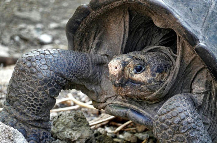 Une tortue géante Chelonoidis phantasticus sur l'île de Santa Cruz, en février 2019 aux Galapagos