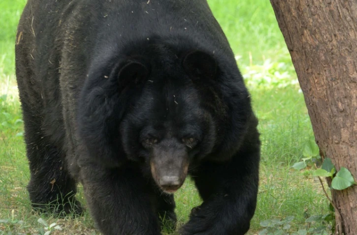 L'homme venu pêcher dans un torrent de montagne a soudainement été attaqué par un ours noir d'Asie d'1,90 m