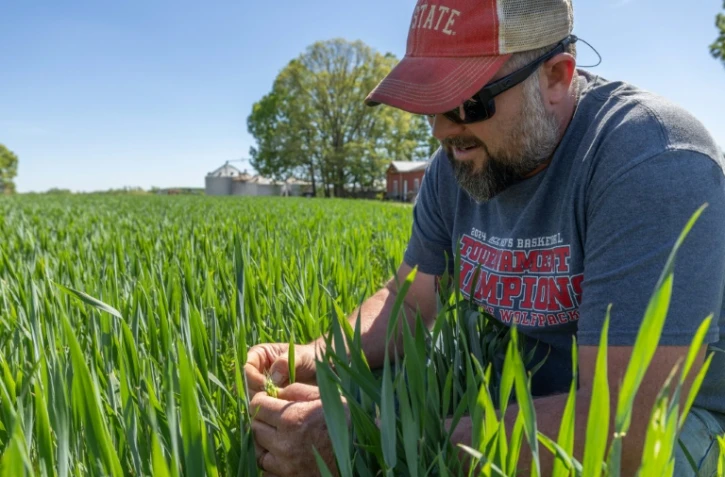 Andy Corriher examine sa récolte de blé dans sa ferme de China Grove, en Caroline du Nord, le 10 avril 2026