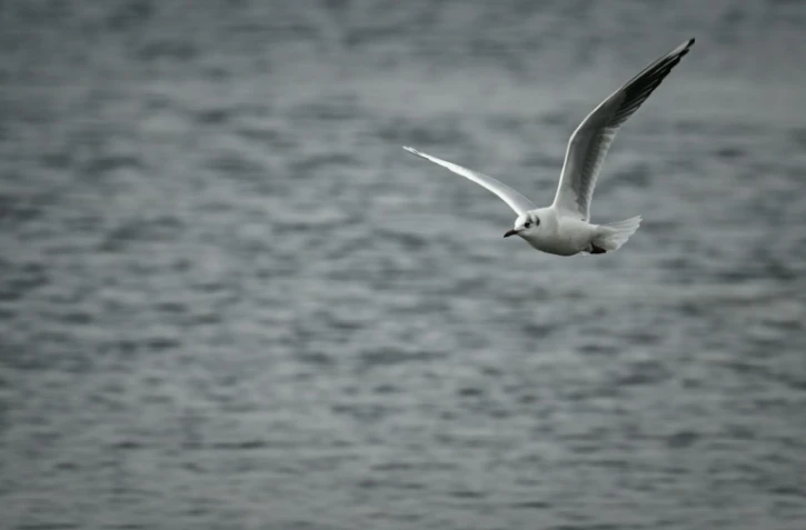 Une mouette rieuse vole au-dessus des marais salants de la réserve naturelle de Lilleau des Niges, en Charente-Maritime, le 14 janvier 2022