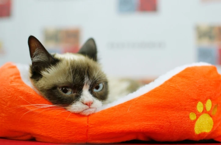 photo de Grumpy Cat prise le 15 juillet 2014