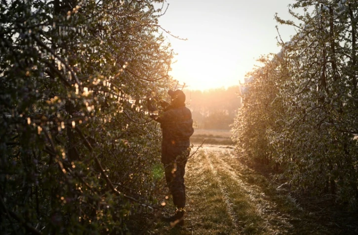 Un arboriculteur inspecte les bourgeons et les fleurs de ses pommiers recouverts de glace, dans son verger de Montauban, dans le Tarn-et-Garonne, le 4 avril 2022