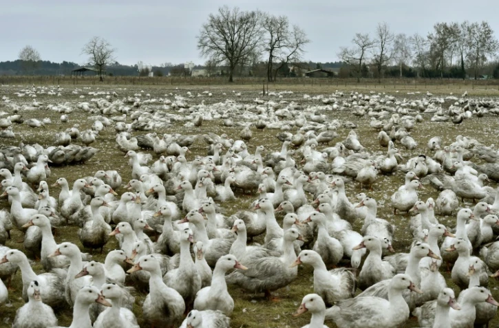 Une élevages de Canard à Bourriot-Bergonce, dans le sud-ouest de la France, le 22 février 2017