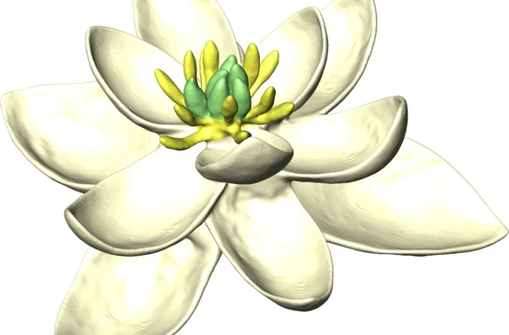 Le portrait-robot en 3D, fourni par l'université de Paris-Sud le 31 juillet 2017, de la toute première fleur qui possédait à la fois des parties femelles (carpelles) et mâles (étamines)