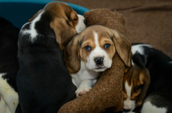 Les chiots trop couvés par leur mère plus anxieux et difficiles à dresser 
