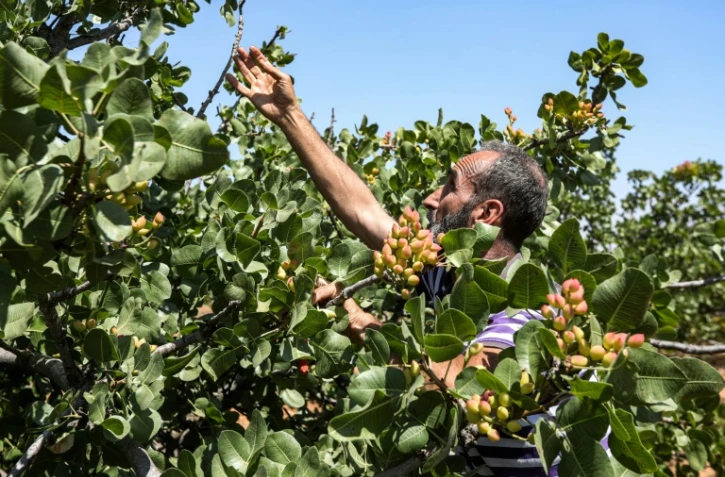 Un producteur de pistaches examine ses arbres à Maan, un village près vde Hama, dans le centre-ouest de la Syrie), le 24 juin 2020