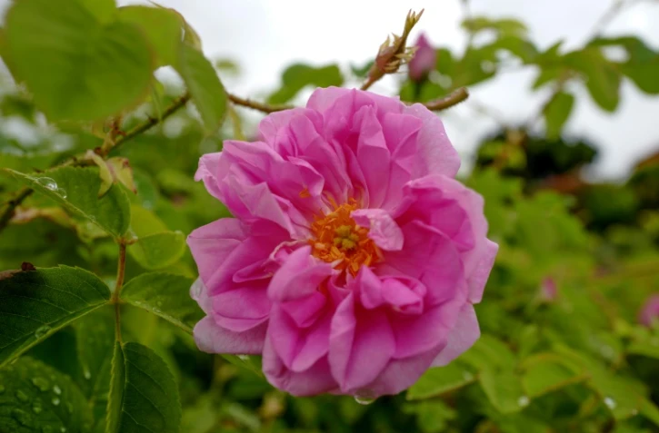 La rose Centifolia en fleurs Ă Grasse le 14 mai 2020 attend d'ĂŞtre cueillie pour la parfumerie Dior