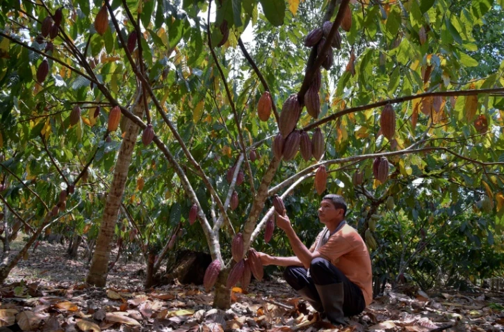 Un cultivateur de cacao à Guerima, en Colombie, le 17 février 2017