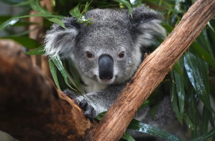 A l'hôpital des koalas à Port Macquarie en Australie, le 28 avril 2016