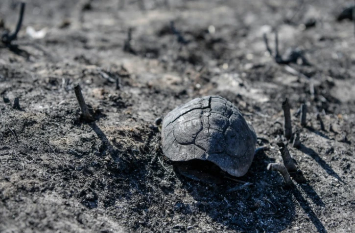 Une carapace de tortue sur un terrain dévasté par les incendies, le 27 juillet 2023 à Corfou