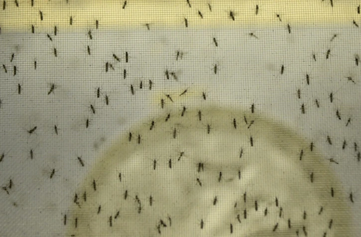 Les autorités américaines se mobilisent contre le virus zika, actif dans une grande partie du continent américain