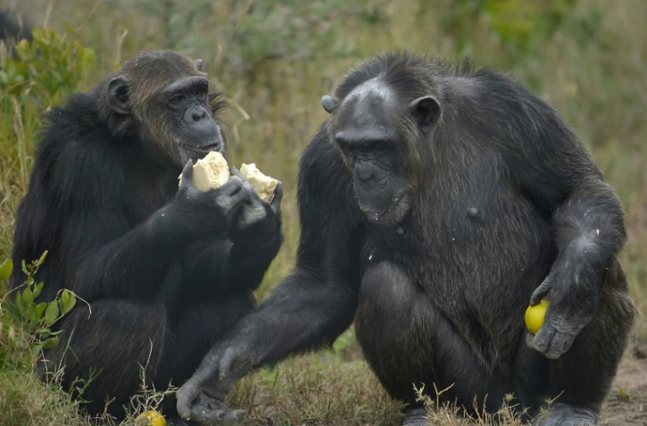 Pour la première fois, une expérience montre que des animaux prennent en compte, quand ils communiquent, le point de vue des autres, une capacité qu'on pensaient être unique aux humains