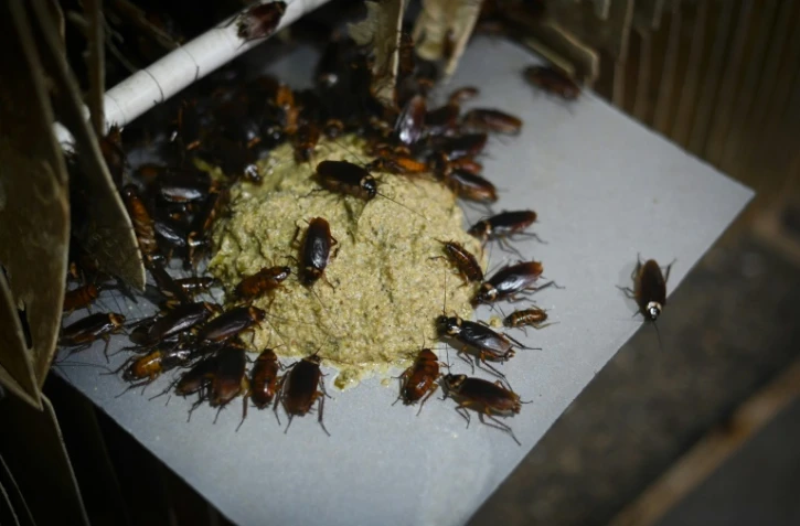 Élevage de blattes destinées à la consommation humaine à Yibin, en Chine, le 25 mars 2019