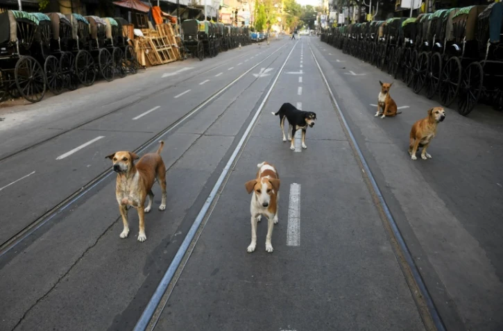Des chiens abandonnés dans une rue déserte de Kolkata (Calcutta), dans le nord-est de l'Inde, le 26 mars 2020