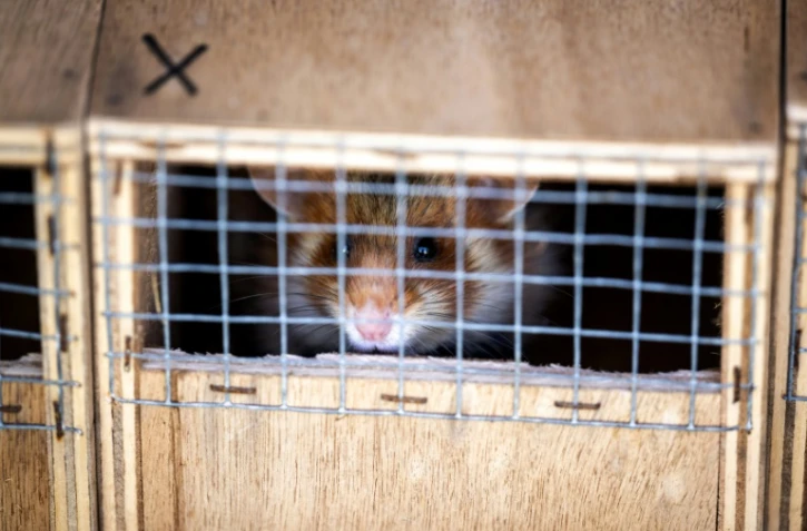 Un grand hamster s'Alsace dans sa cage d'être relâché en milieu naturel le 14 juin 2022 à Ernolsheim-Bruche, dans le Bas-Rhin