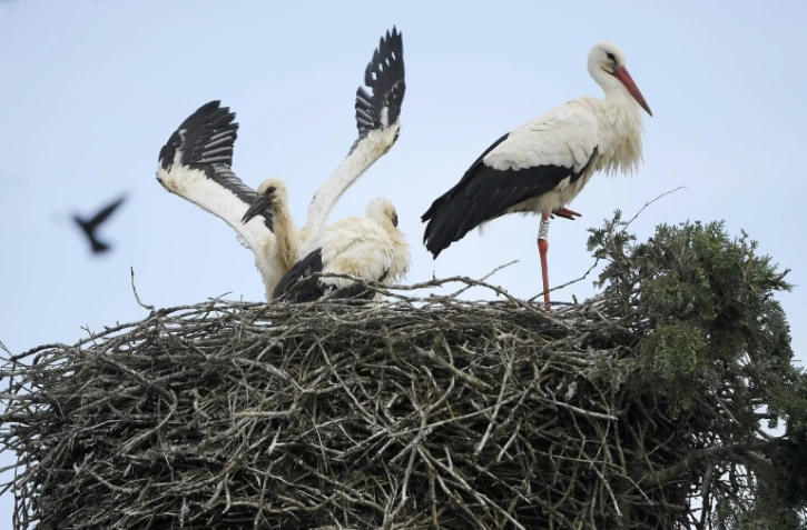 Des cigognes et leurs petits Ă Neuwiller-les-Saverne, dans le Bas-Rhin, le 4 juin 2021