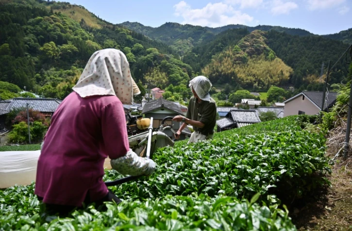 Récolte de feuilles de thé matcha, le 16 mai 2019 à Fujieda au Japon