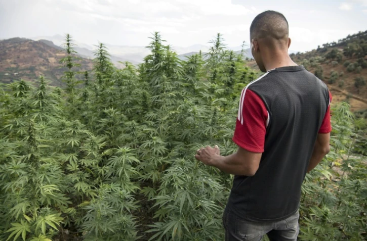 Un villageois près d'un champ de cannabis près de la ville de Ketama dans la région du Rif dans le nord du Maroc le 2 septembre 2019