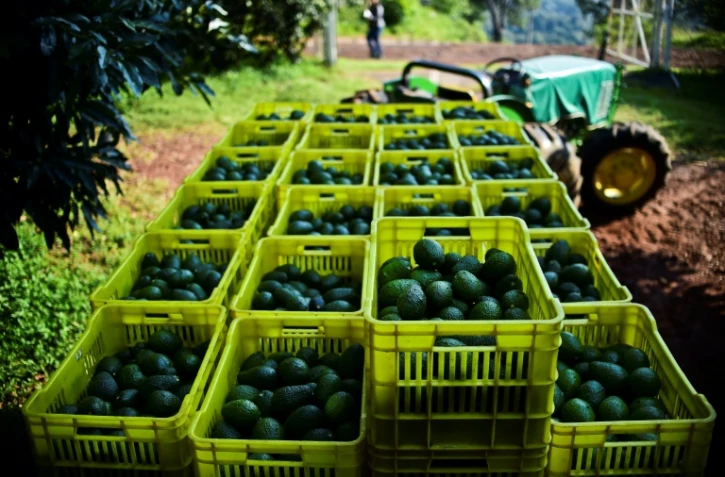 Récolte d'avocats à Uruapan, au Mexique considérée comme la capitale de l'avocat, le 19 octobre 2016
