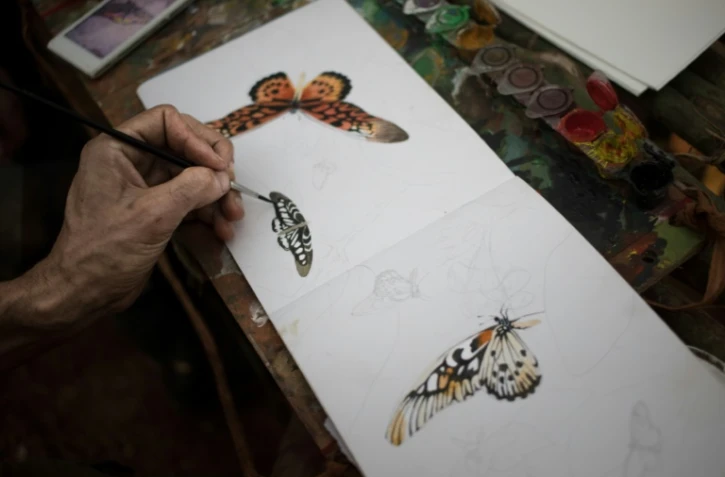 Un naturaliste dessine un Papillo Antimachus au camp de base de l'expédition à Mogoumba, en Centrafrique, le 4 décembre 2019.
