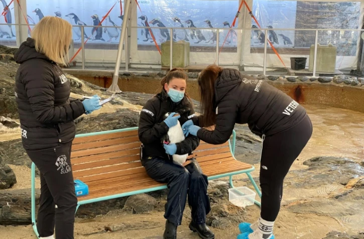 Un manchot se fait vacciner contre la grippe aviaire à l'Aquarium de Bergen, le 4 mars 2021 en Norvège