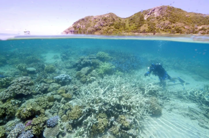 Photographie transmise par WWF le 1er mars 2016, montrant Lyle Vail, directeur de la station de recherche de Lizard Island en train d'examiner le blanchiment du corail au large du Queensland en Australie