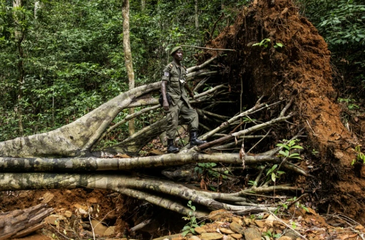 Un garde forestier de l'Autorité nationale des aires protégées (NPAA) Debout sur un arbre déraciné sur un site d'exploitation illégale du bois et de l'or dans la réserve forestière de Kambui, près de Kenema, le 14 juin 2024 en Sierra Leone