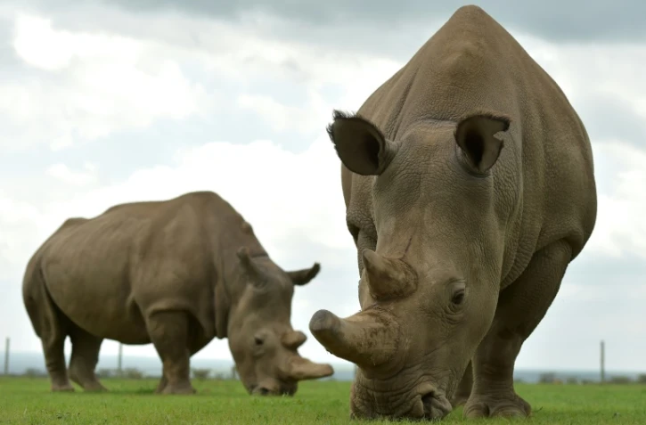 Les rhinocéros blancs du Nord Najin (gauche) et Fatu, les deux seules femelles survivantes de l'espèce, dans la réserve d'Ol Pejeta au Kenya, ke 20 mars 2018.