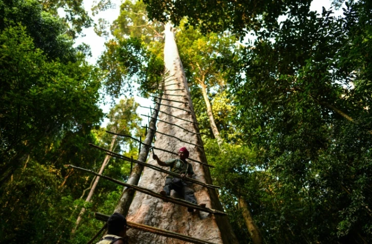 Zaini Abdul Hamid, chasseur de miel, fixe une échelle pour grimper en haut d'un Tualang dans la forêt d'Ula Muda, dans le nord de la Malaisie, le 11 février 2018