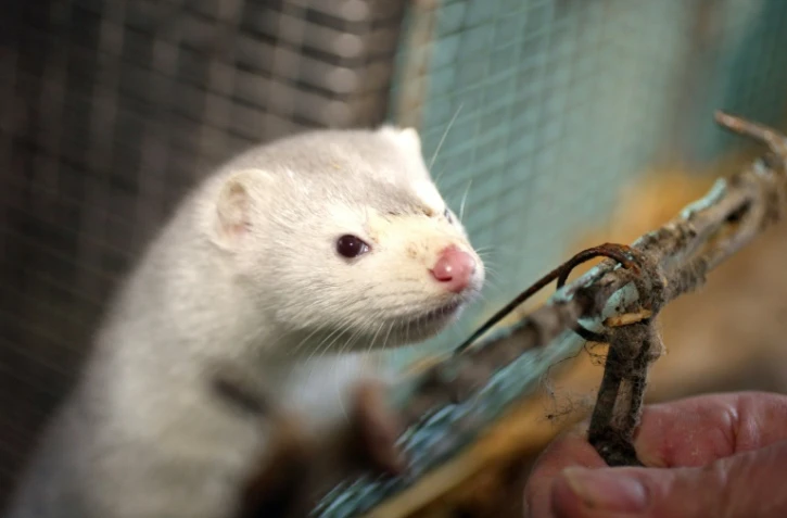 La France vient à son tour pour la première fois de détecter la présence du Covid-19 dans un élevage de visons, au sud-ouest de Paris