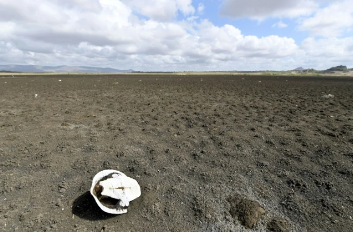 Carapace d'une tortue sur le sol asséché du barrage de Cedro, plus ancien du Brésil, dans la ville de Quixadá (État de Ceara), le 8 février 2017