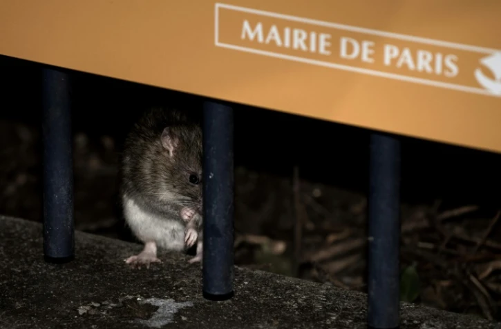 Un rat sur un muret du square de la tour Saint-Jacques à Paris, le 15 décembre 2016