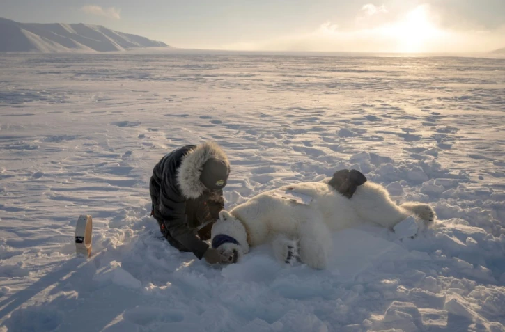 Jon Aars, responsable du programme sur les ours polaires, change le collier GPS d'une ourse dans l'est du Spitzberg, dans l'archipel du Svalbard, le 15 avril 2025