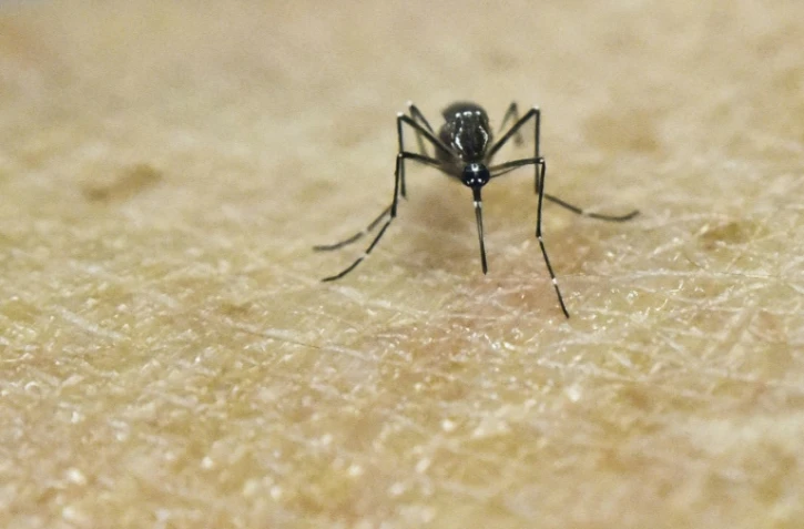 Un moustique Aedes Aegypti, porteur du virus Zika, photographié au laboratoire de recherche CIDEIM à Cali en Colombie le 25 janvier 2016