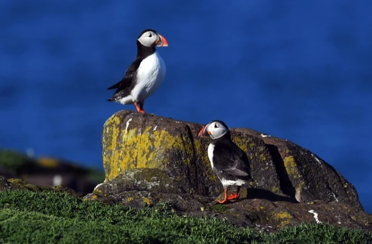 Le macareux est un oiseau au plumage blanc et noir et au bec bariolé