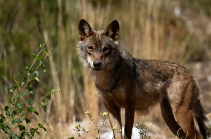 Un loup ibérique près du vilalge de Puebla de Sanabria, en Espagne, le 28 juillet 2021